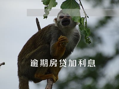 逾期房贷加利息 逾期房贷加利息
