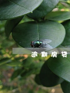 逾期房贷案例 逾期房贷案例