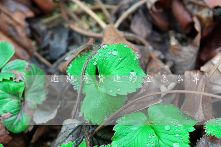 逾期房贷违约金怎么算