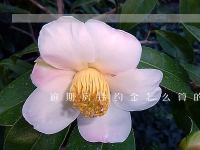 逾期房违约金怎么算的