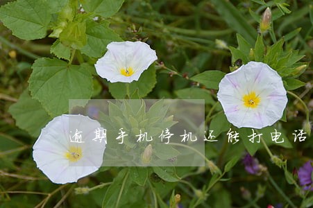 逾期手机停机还能打电话吗 逾期手机停机还能打电话吗