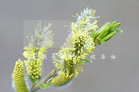 逾期手机号会被冻结 逾期手机号会被冻结