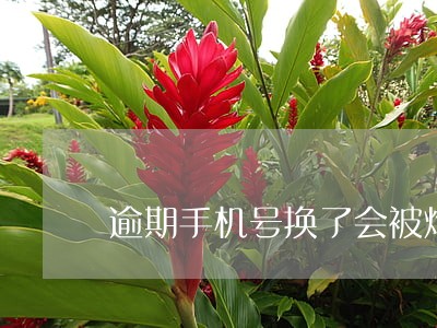 逾期手机号换了会被炸通讯录吗 逾期手机号换了会被炸通讯录吗