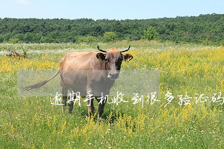 逾期手机收到很多验证码