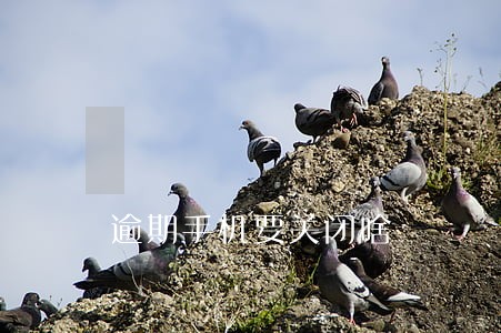 逾期手机要关闭啥