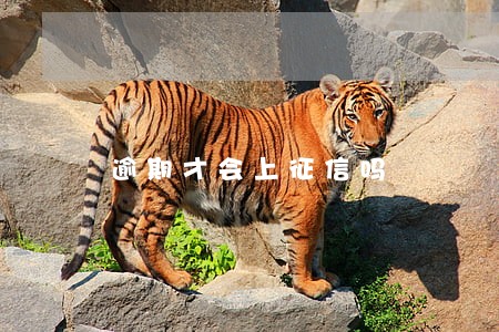 逾期才会上征信吗