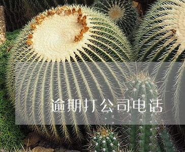 逾期打公司电话