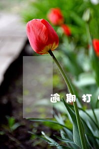 逾期打电话不接的视频 逾期打电话不接的视频