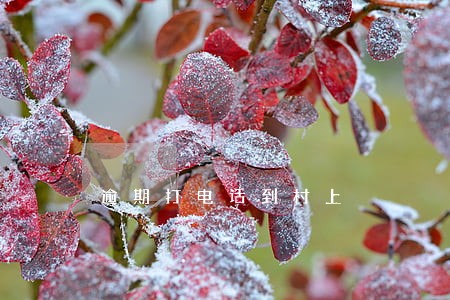逾期打电话到村上 逾期打电话到村上