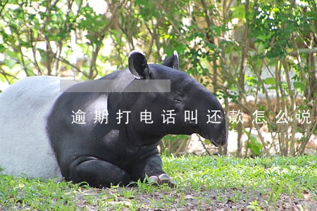 逾期打电话叫还款怎么说