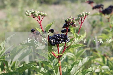 逾期打电话是打给你填的联系人吗 逾期打电话是打给你填的联系人吗