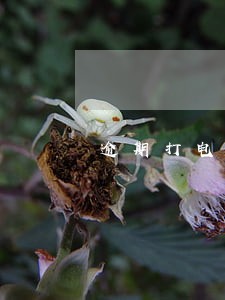逾期打电话是打给经常联系人吗 逾期打电话是打给经常联系人吗