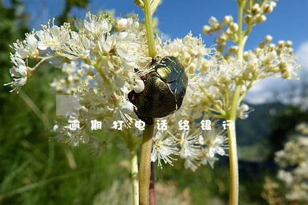 逾期打电话给银行