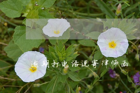 逾期打电话说寄律师函 逾期打电话说寄律师函