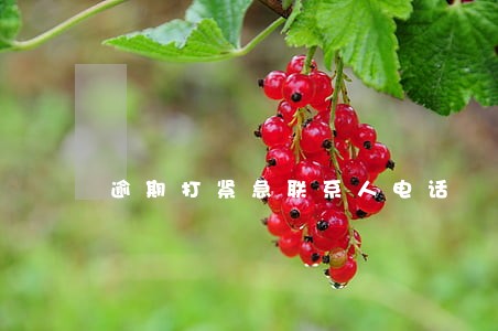 逾期打紧急联系人电话 逾期打紧急联系人电话