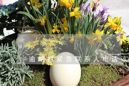逾期打紧急联系人电话该怎么回答