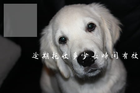 逾期托收多少长时间有效 逾期托收多少长时间有效