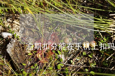 逾期扣分能在手机上扣吗 逾期扣分能在手机上扣吗