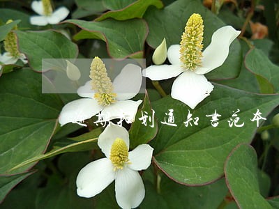 逾期扣划通知书范本 逾期扣划通知书范本