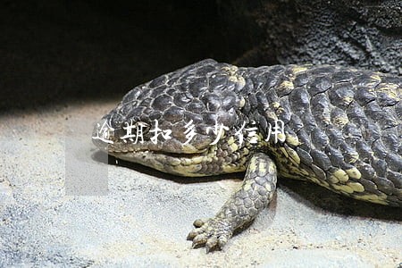 逾期扣多少信用 逾期扣多少信用