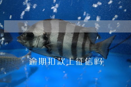 逾期扣款上征信吗 逾期扣款上征信吗