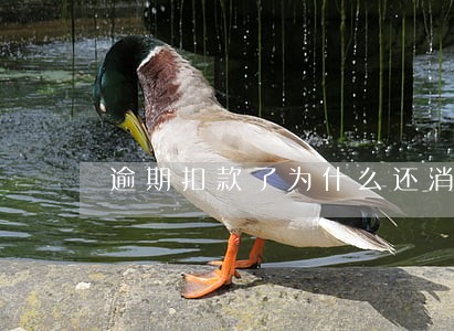 逾期扣款了为什么还消失未还