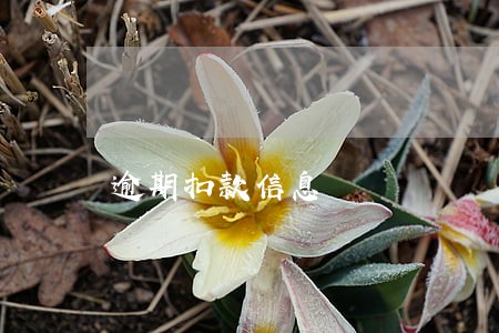 逾期扣款信息 逾期扣款信息