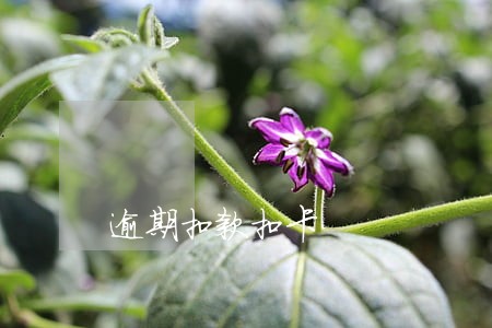逾期扣款扣卡 逾期扣款扣卡
