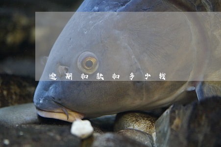 逾期扣款扣多少钱 逾期扣款扣多少钱