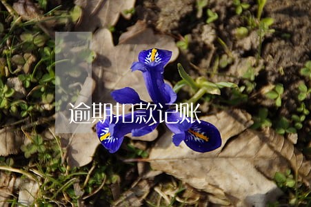 逾期扣款记账