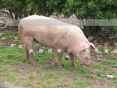 逾期扣税会一天影响企业评级吗 逾期扣税会一天影响企业评级吗