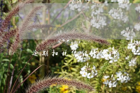 逾期扣税凭证申请单 逾期扣税凭证申请单