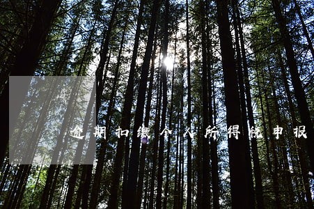 逾期扣缴个人所得税申报 逾期扣缴个人所得税申报