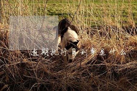 逾期执行日利率是什么 逾期执行日利率是什么