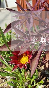 逾期执行的利息是给谁的 逾期执行的利息是给谁的
