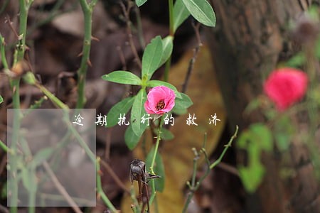 逾期执行的救济 逾期执行的救济