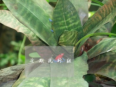 逾期执行组 逾期执行组