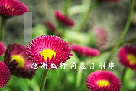 逾期执行罚息日利率 逾期执行罚息日利率