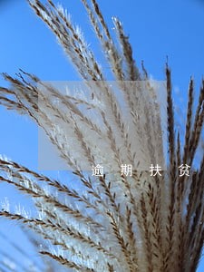 逾期扶贫贷款政府汇报 逾期扶贫贷款政府汇报