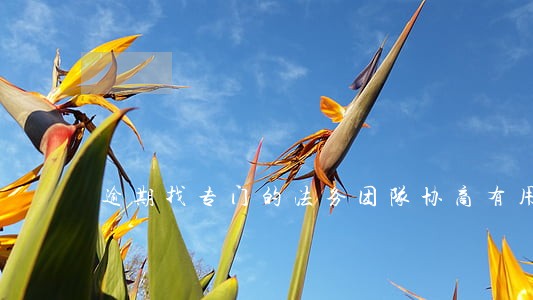 逾期找专门的法务团队协商有用吗