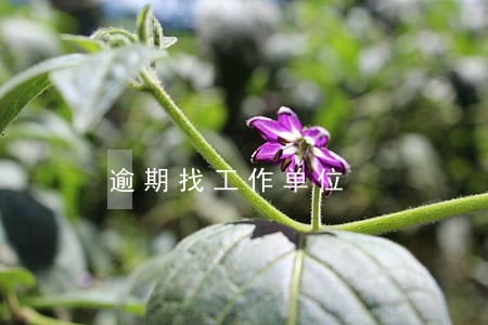 逾期找工作单位 逾期找工作单位