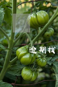 逾期找民间借贷司法解释 逾期找民间借贷司法解释