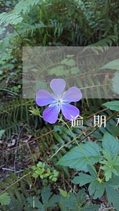 逾期承诺和迟到承诺的联系