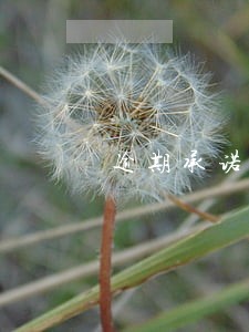 逾期承诺的法律效力的启示 逾期承诺的法律效力的启示