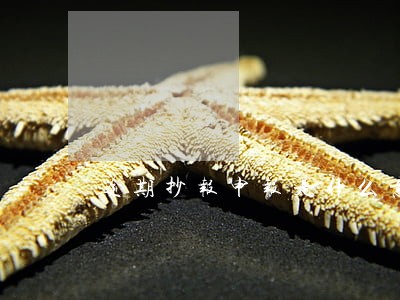 逾期抄报申报是什么意思 逾期抄报申报是什么意思