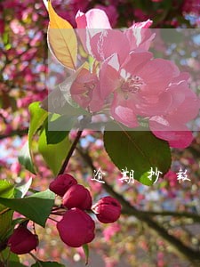 逾期抄报申请表 逾期抄报申请表