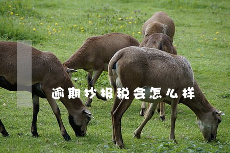 逾期抄报税会怎么样