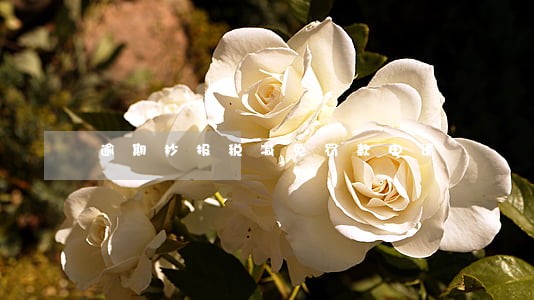 逾期抄报税减免罚款申请