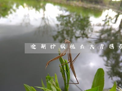 逾期抄报税去大厅携带什么 逾期抄报税去大厅携带什么