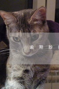 逾期抄报税晚了1天 逾期抄报税晚了1天